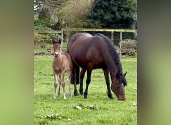 Connemara, Mare, 3 years, 13.3 hh, Brown