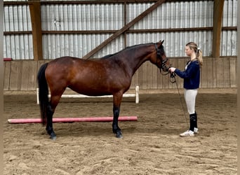 Connemara, Mare, 3 years, 13.3 hh, Brown