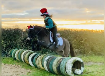 Connemara, Mare, 3 years, 13,3 hh, Dun