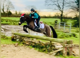 Connemara, Mare, 3 years, 13,3 hh, Dun