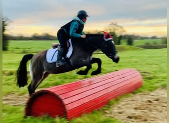 Connemara, Mare, 3 years, 13,3 hh, Dun