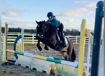 Connemara, Mare, 3 years, 13,3 hh, Dun