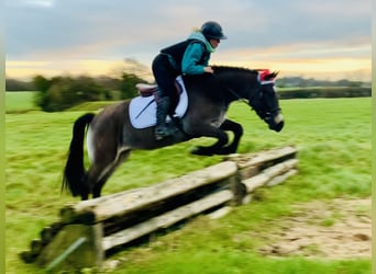 Connemara, Mare, 3 years, 13,3 hh, Dun