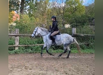 Connemara, Mare, 3 years, 13.3 hh, Grey