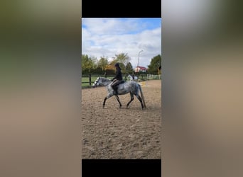 Connemara, Mare, 3 years, 13.3 hh, Grey