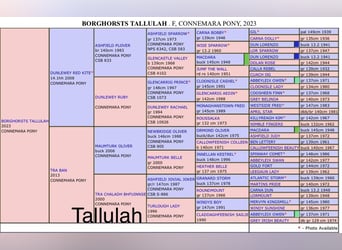 Connemara, Mare, 3 years, 13,2 hh, Brown
