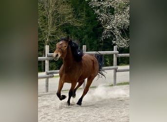 Connemara, Mare, 3 years, 14.1 hh, Brown