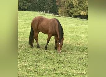 Connemara, Mare, 3 years, 14.1 hh, Brown