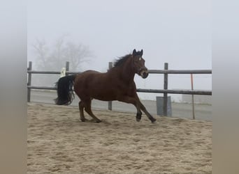 Connemara, Mare, 3 years, 14.1 hh, Brown