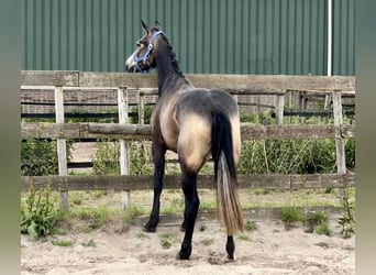 Connemara, Mare, 3 years, 14.1 hh, Buckskin Connemara, Mare, 3 years, 14.1 hh, Buckskin