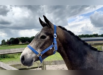Connemara, Mare, 3 years, 14.1 hh, Buckskin Connemara, Mare, 3 years, 14.1 hh, Buckskin