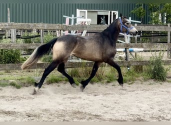 Connemara, Mare, 3 years, 14.1 hh, Buckskin Connemara, Mare, 3 years, 14.1 hh, Buckskin