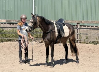Connemara, Mare, 3 years, 14.1 hh, Buckskin Connemara, Mare, 3 years, 14.1 hh, Buckskin