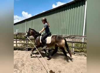 Connemara, Mare, 3 years, 14.1 hh, Buckskin Connemara, Mare, 3 years, 14.1 hh, Buckskin