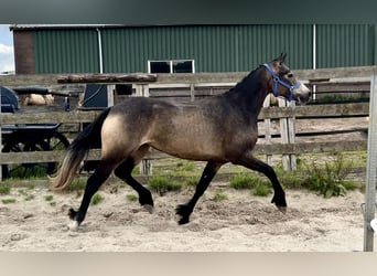 Connemara, Mare, 3 years, 14.1 hh, Buckskin Connemara, Mare, 3 years, 14.1 hh, Buckskin