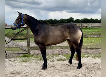 Connemara, Mare, 3 years, 14.1 hh, Buckskin Connemara, Mare, 3 years, 14.1 hh, Buckskin