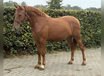 Connemara Mix, Mare, 3 years, 14.1 hh, Chestnut