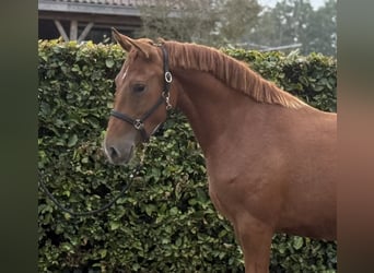 Connemara Mix, Mare, 3 years, 14.1 hh, Chestnut