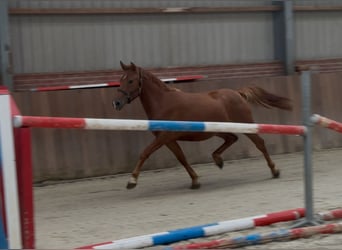 Connemara Mix, Mare, 3 years, 14.1 hh, Chestnut