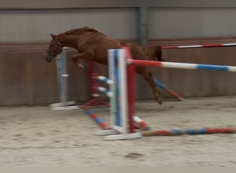Connemara Mix, Mare, 3 years, 14.1 hh, Chestnut