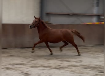 Connemara Mix, Mare, 3 years, 14.1 hh, Chestnut