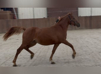 Connemara Mix, Mare, 3 years, 14.1 hh, Chestnut