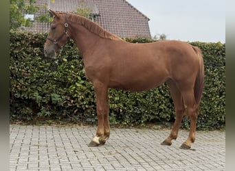 Connemara Mix, Mare, 3 years, 14.1 hh, Chestnut