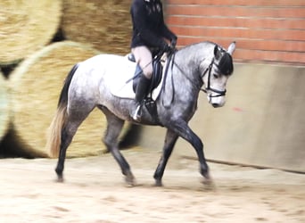 Connemara, Mare, 3 years, 14.1 hh, Gray-Blue-Tan