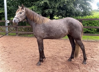 Connemara, Mare, 3 years, 14.1 hh, Gray-Dark-Tan
