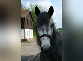 Connemara, Mare, 3 years, 14.1 hh, Gray