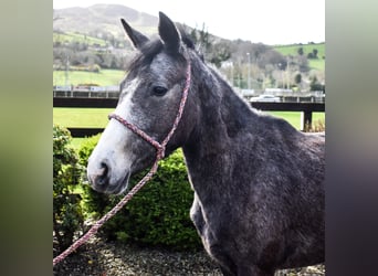 Connemara, Mare, 3 years, 14,1 hh, Gray