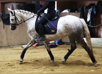 Connemara Mix, Mare, 3 years, 14.1 hh, Grey-Dapple