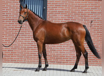 Connemara, Mare, 3 years, 14.2 hh, Brown