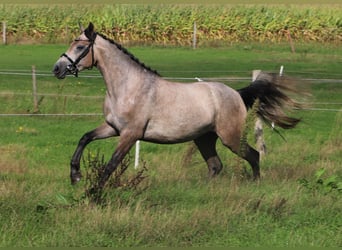 Connemara, Mare, 3 years, 14.2 hh, Brown Falb mold