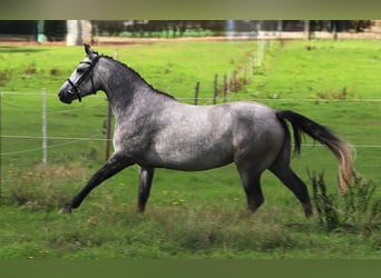Connemara, Mare, 3 years, 14.2 hh, Grey-Blue-Tan