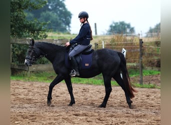 Connemara, Mare, 3 years, 14.2 hh, Grey-Dark-Tan Connemara, Mare, 3 years, 14.2 hh, Grey-Dark-Tan