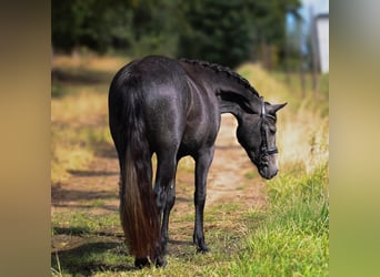 Connemara, Mare, 3 years, 14.2 hh, Grey-Dark-Tan Connemara, Mare, 3 years, 14.2 hh, Grey-Dark-Tan