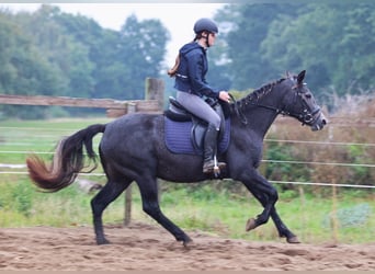 Connemara, Mare, 3 years, 14.2 hh, Grey-Dark-Tan Connemara, Mare, 3 years, 14.2 hh, Grey-Dark-Tan