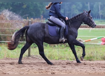 Connemara, Mare, 3 years, 14.2 hh, Grey-Dark-Tan Connemara, Mare, 3 years, 14.2 hh, Grey-Dark-Tan