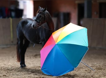 Connemara, Mare, 3 years, 14.2 hh, Grey-Dark-Tan Connemara, Mare, 3 years, 14.2 hh, Grey-Dark-Tan