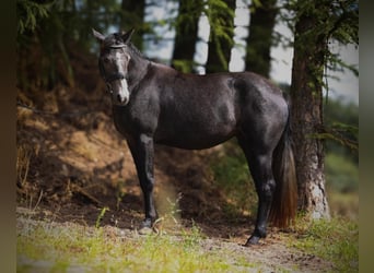 Connemara, Mare, 3 years, 14.2 hh, Grey-Dark-Tan Connemara, Mare, 3 years, 14.2 hh, Grey-Dark-Tan