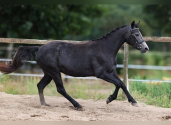 Connemara, Mare, 3 years, 14.2 hh, Grey-Dark-Tan Connemara, Mare, 3 years, 14.2 hh, Grey-Dark-Tan