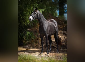 Connemara, Mare, 3 years, 14.2 hh, Grey-Dark-Tan Connemara, Mare, 3 years, 14.2 hh, Grey-Dark-Tan