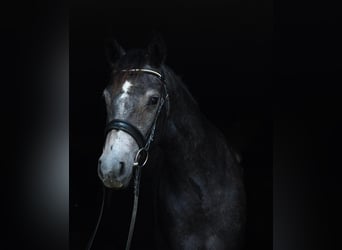 Connemara, Mare, 3 years, 14.2 hh, Grey-Dark-Tan Connemara, Mare, 3 years, 14.2 hh, Grey-Dark-Tan