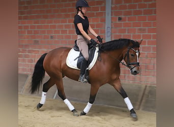 Connemara, Mare, 3 years, 14.2 hh