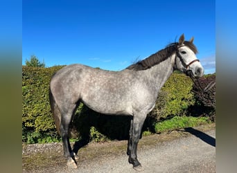 Connemara, Mare, 3 years, 14,2 hh