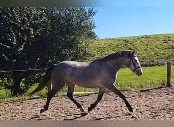 Connemara, Mare, 3 years, 14,2 hh