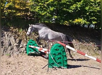 Connemara, Mare, 3 years, 14,2 hh