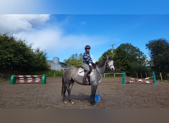 Connemara, Mare, 3 years, 14,2 hh