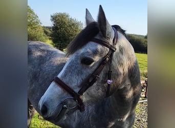 Connemara, Mare, 3 years, 14,2 hh